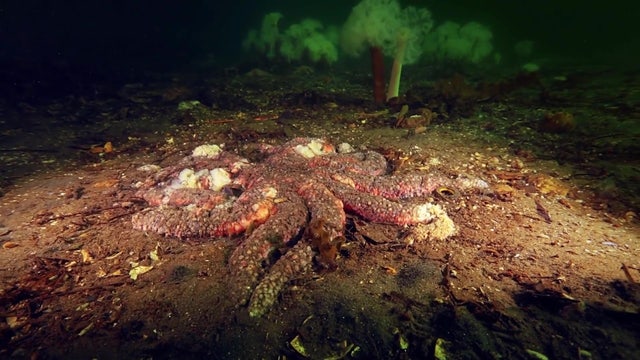 WA researchers help solve scientific mystery that killed 5B sea stars
