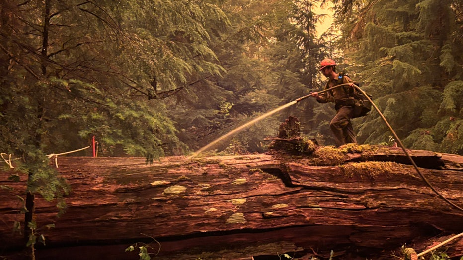 Firefighter spraying water on Bear Gulch Fire burning in Mason County, Washington while standing on a fallen cedar tree.