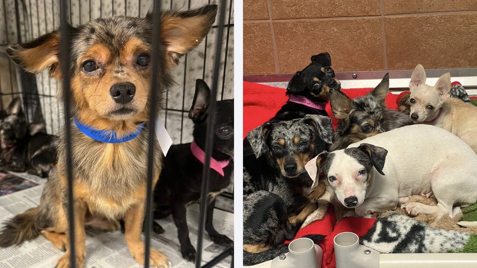 Police and animal control officers rescued 103 dogs from a home in Auburn this week, marking one of the largest animal rescue efforts in the city’s history.