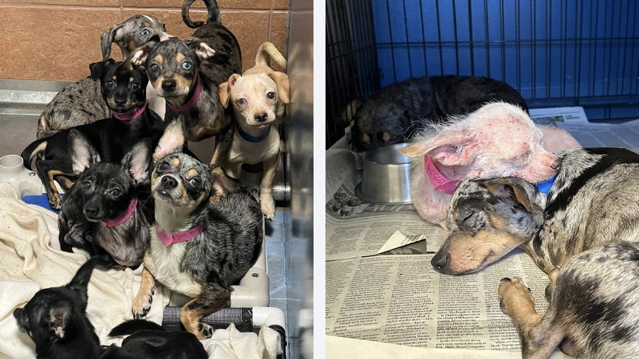 Police and animal control officers rescued 103 dogs from a home in Auburn this week, marking one of the largest animal rescue efforts in the city’s history.