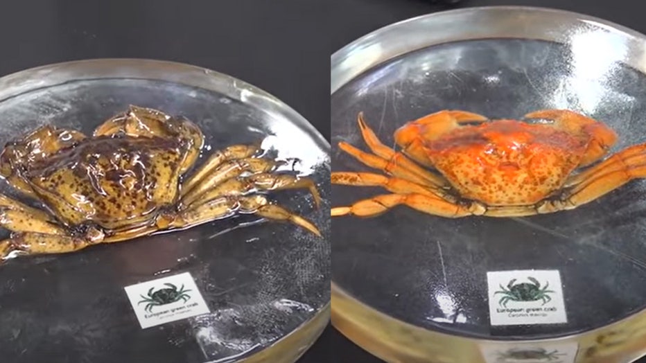 Invasive European green crab one is green the other is orange 