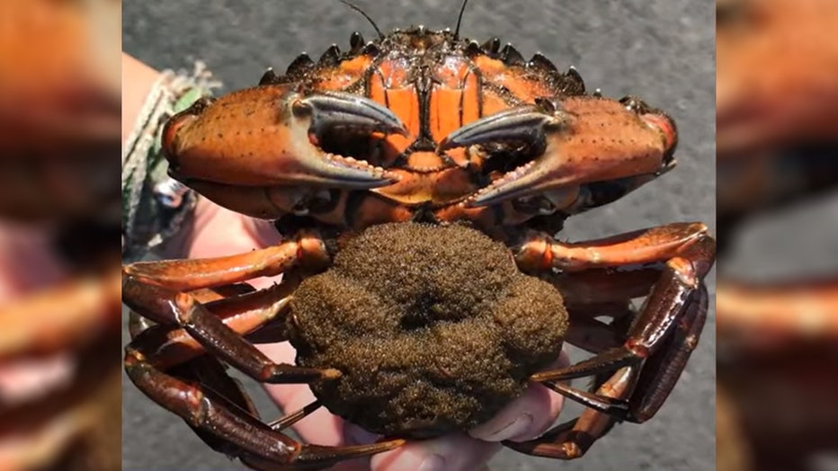 An orange European green crab