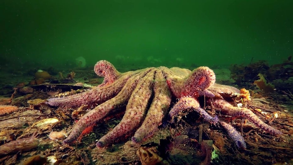 sea star wasting disease photo
