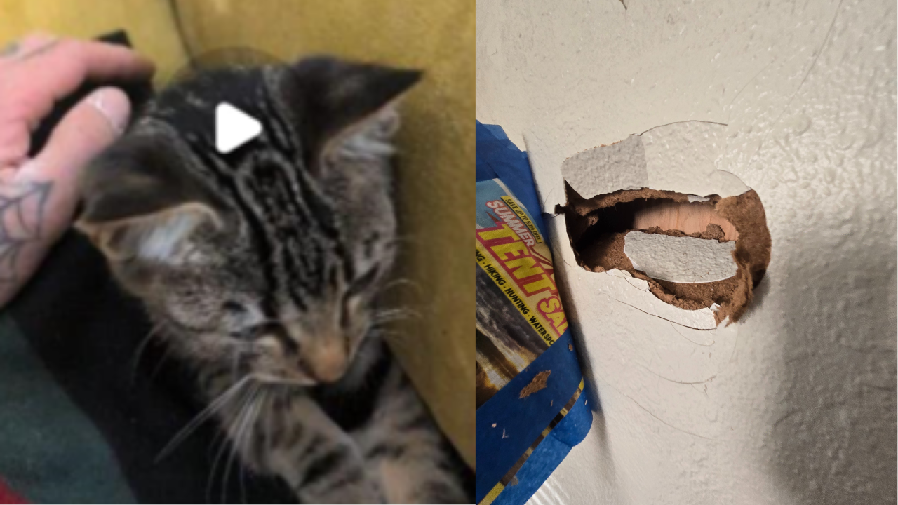 SWAT team arrests kitten killing suspect in Burien, WA, planned human next