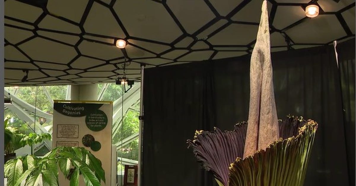 The world's smelliest flower in bloom at Amazon Spheres in Seattle