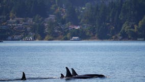 J-Pod's extended stay in Puget Sound, WA brings new calf, unusual movements