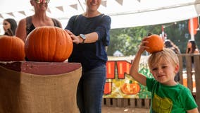 13 of the best pumpkin patches near Seattle to visit this fall