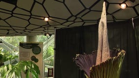 The world's smelliest flower in bloom at Amazon Spheres