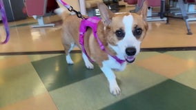 Paws on deck: Washington State Ferries testing new pet policy