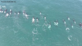 Drone video shows endangered WA southern resident orca pod