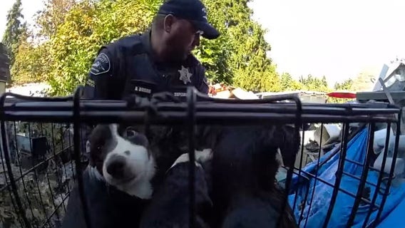 27 dogs seized from 'deplorable' conditions in Pierce County, WA home