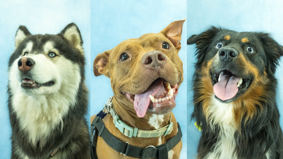 Dog adoption fees waived at WA's Pasado's Safe Haven throughout September