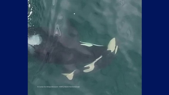 Southern resident orca pushes dead calf through WA waters