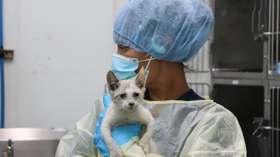 Tacoma Humane Society urgently seeks medical fosters for cats and kittens