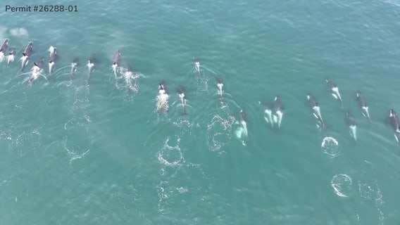 Drone video shows endangered WA southern resident orca pod