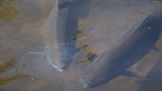 Return of the chinook marks start of salmon season in Issaquah, WA