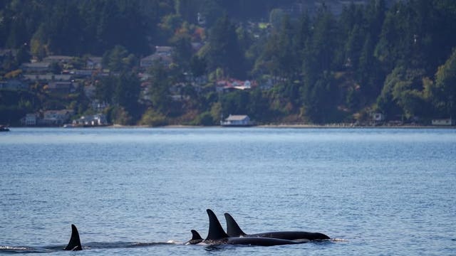 J-Pod's extended stay in Puget Sound, WA brings new calf, unusual movements