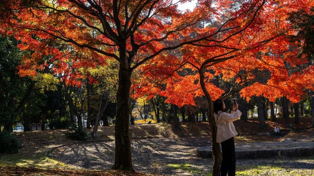 Here’s when fall leaves will hit peak color in Seattle and across Washington