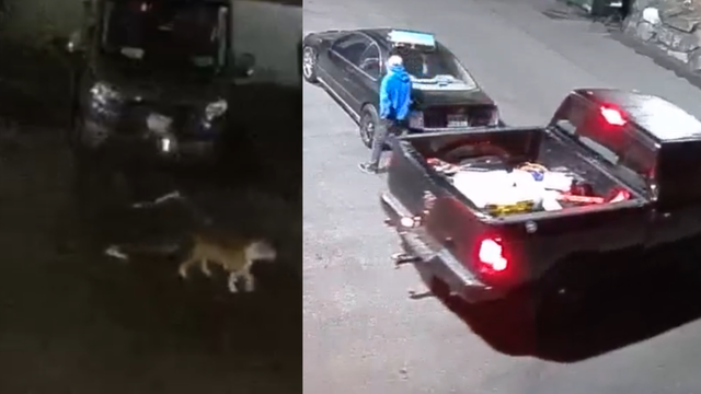 Burglary crew uses decoy dog during multiple break-ins at Puyallup, WA business