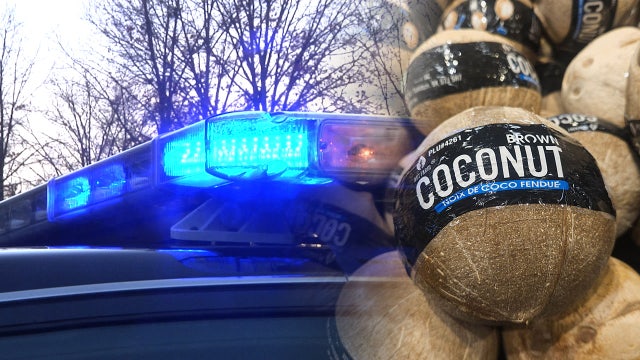 Bomb squad called to disarm explosive coconut at WA park