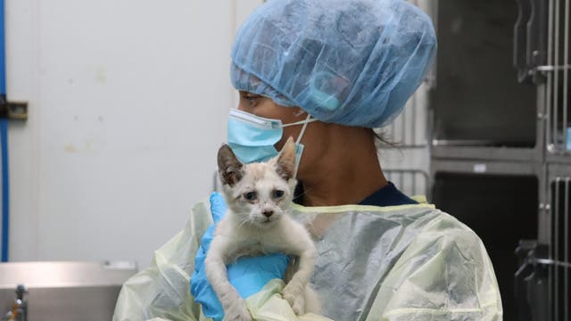 Tacoma Humane Society urgently seeks medical fosters for cats and kittens