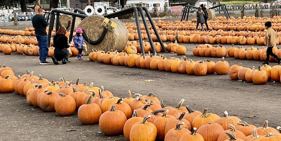 13 of the best pumpkin patches near Seattle to visit this fall