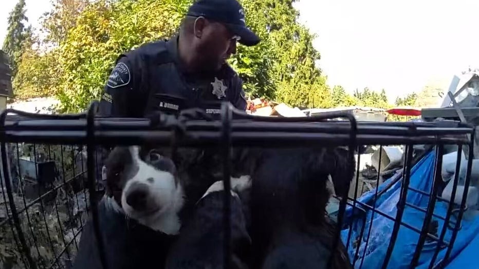 Dogs rescued from Pierce County home