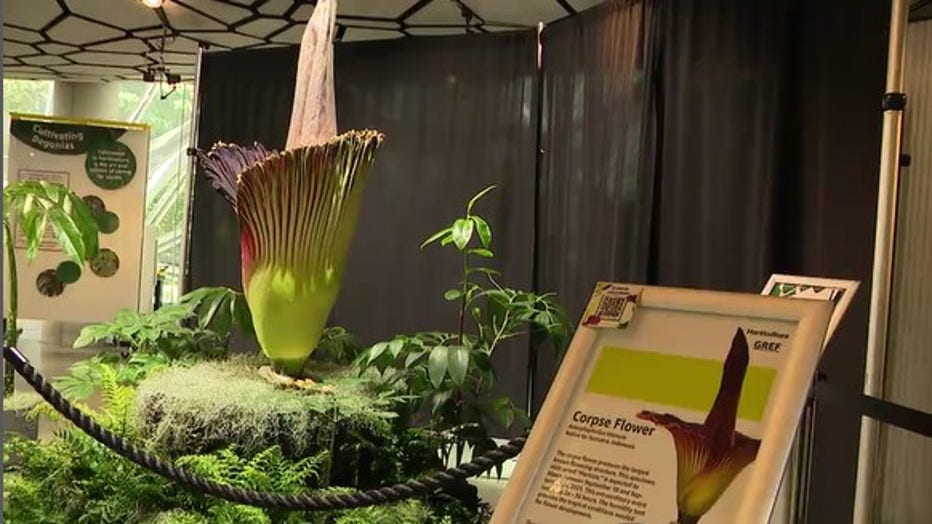 The world's smelliest flower in bloom at Amazon Spheres in Seattle