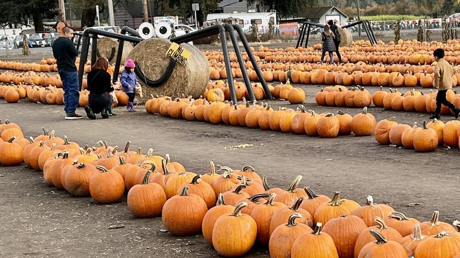 giant spider in middle of pumpkins