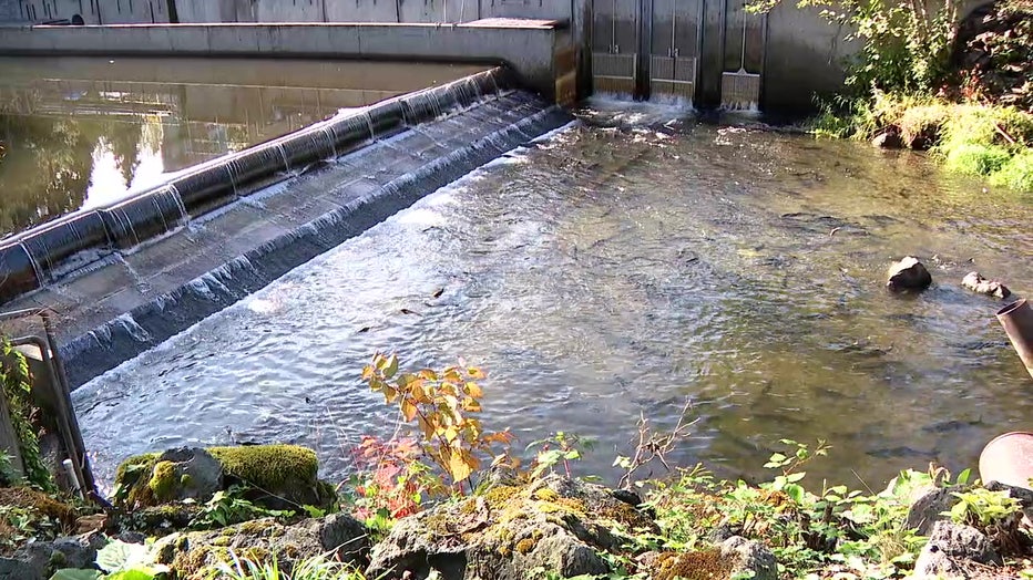 Annual Chinook Run Draws Crowds to Issaquah Creek