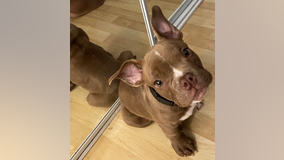 'Buddy' the dog missing after being stolen by 17-time convicted felon neighbor