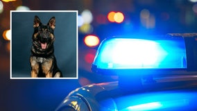 K9 helps arrest WA domestic violence suspect who fled on motorcycle