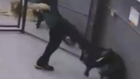 Seattle dog daycare employee charged with animal cruelty