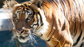 Seattle's Woodland Park Zoo announces death of endangered Malayan Tiger Angin