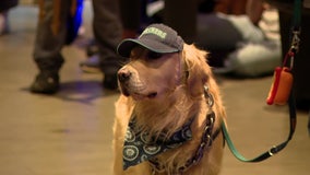 'Party animals' cheer Seattle Mariners to victory over Blue Jays in ALCS Game 2