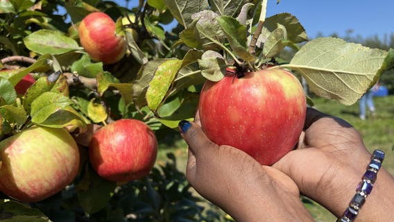 Swans Trail Farms in Snohomish, WA ranked among Top 10 Apple Orchards in US