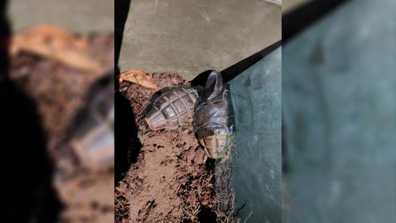 WWII-era grenade brought into Tacoma, WA police headquarters for disposal