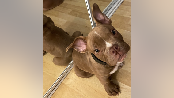 'Buddy' the dog missing after being stolen by 17-time convicted felon neighbor