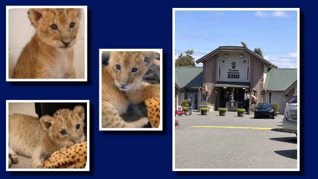 Cougar Mountain Zoo welcomes new cubs in Issaquah, WA