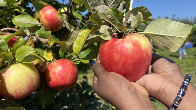 Swans Trail Farms in Snohomish, WA ranked among Top 10 Apple Orchards in US