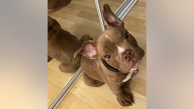 'Buddy' the dog missing after being stolen by 17-time convicted felon neighbor