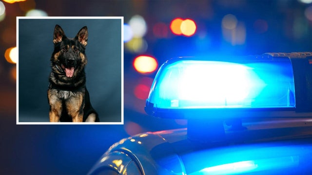 K9 helps arrest WA domestic violence suspect who fled on motorcycle