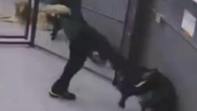 Seattle dog daycare employee charged with animal cruelty