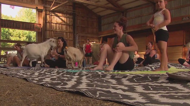 Sammamish goat yoga maintains WA animal sanctuary