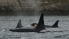 Researchers in WA say newborn Southern Resident orca likely dead