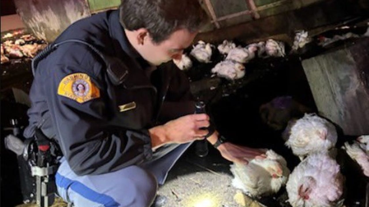 Semi crash on I-5 leaves hundreds of chickens on roadway near DuPont, WA