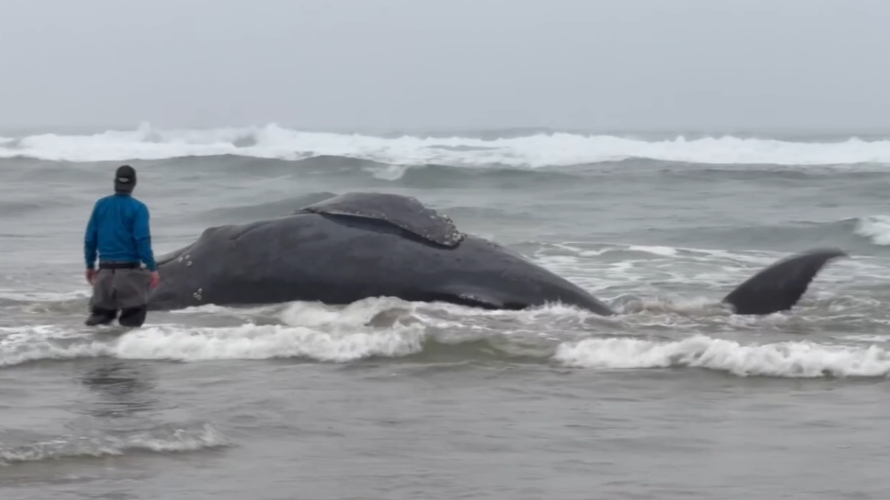 Beached humpback whale euthanized in Oregon after fishing line entanglement