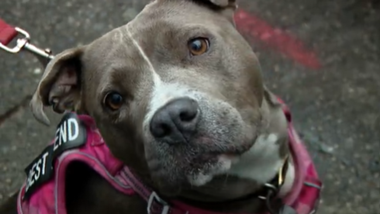 Seattle's 'Thanksgiving for All' draws hundreds, helps pets for the holidays
