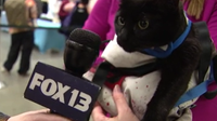 Breaking Mews:  FOX 13 cat correspondent takes on Sea-Meow Cat Convention