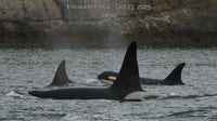 Researchers in WA say newborn Southern Resident orca likely dead